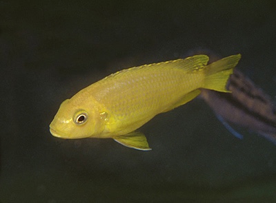 Maylandia flavifemina 'Maleri Island'